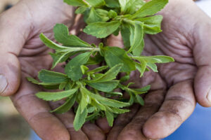 Stevia