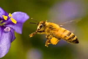 Biodiversidad