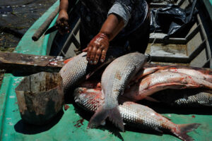 Pesca soberana