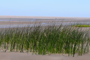 Biodiversidad
