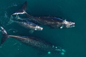 BALLENAS