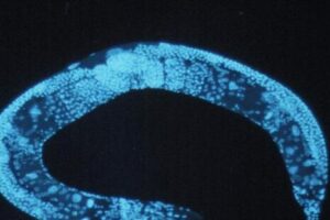 Endocannabinoides