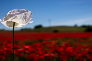 Flores