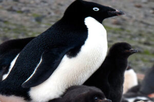 Pingüinos