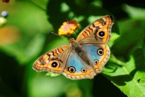 Mariposas