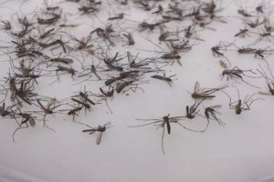 Mosquitos