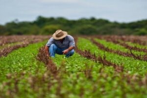 Agricultura familiar
