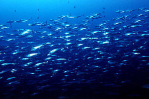 Peces antárticos