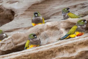 Loro barranquero