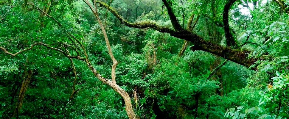 yungas del noroeste argentino