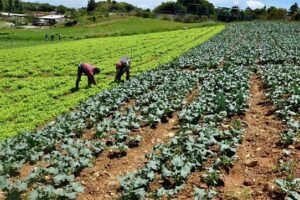 Tierra y herencia