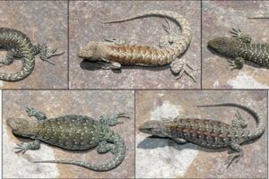 Evolución de lagartos