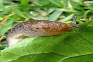 Especies invasoras