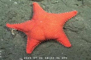 “Estrella culona”