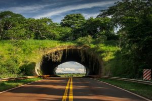 Paso de fauna