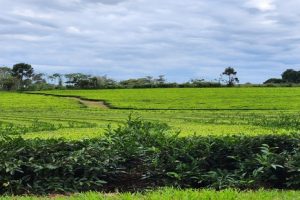 Té argentino