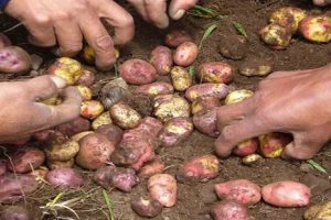 Sabores ancestrales